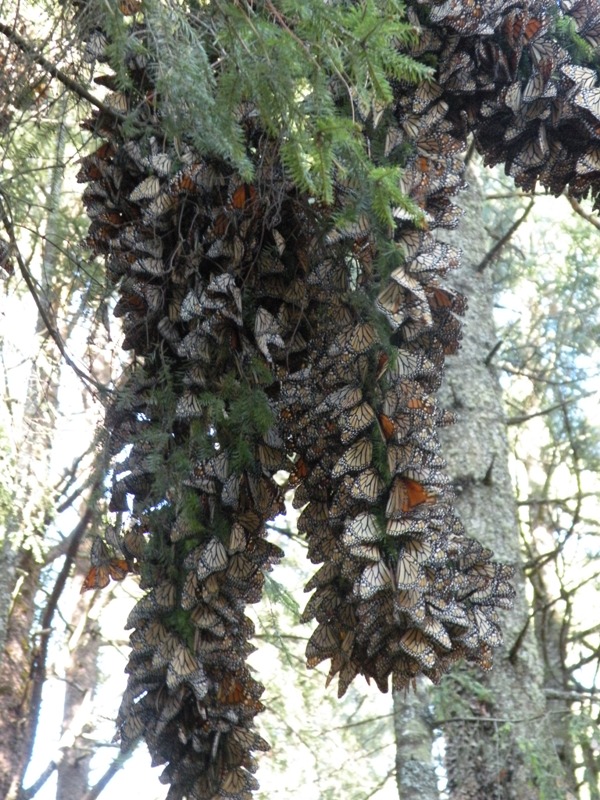 Мексика на машине 4500 км.