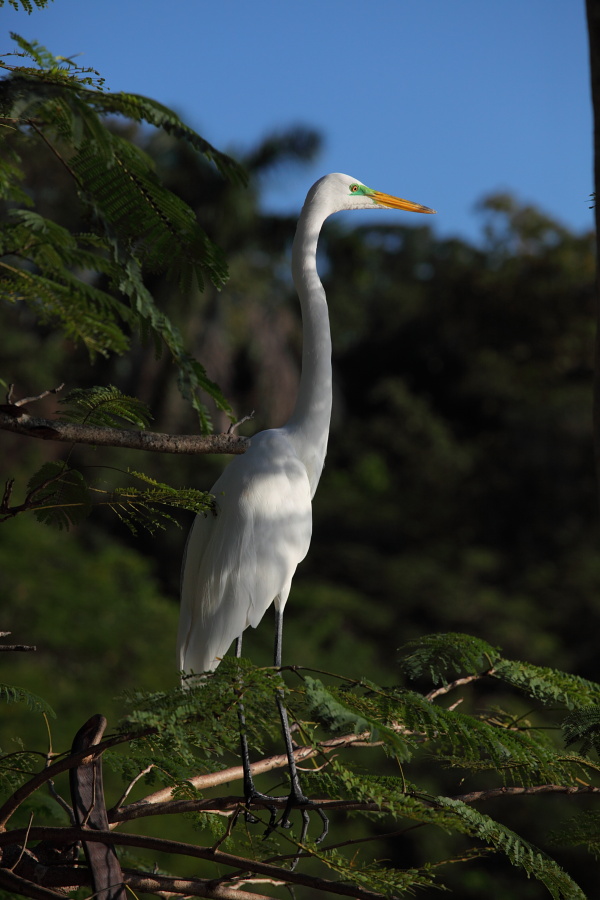 Птицы в фотографиях из путешествий