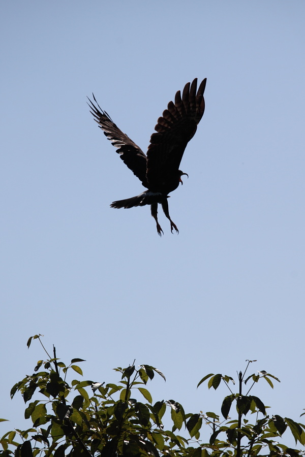 Птицы в фотографиях из путешествий