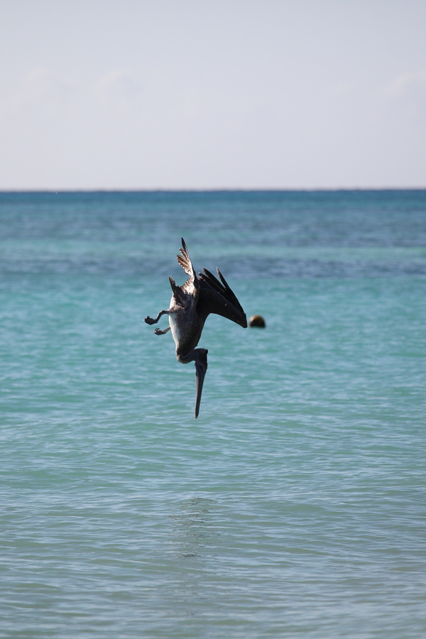 Птицы в фотографиях из путешествий