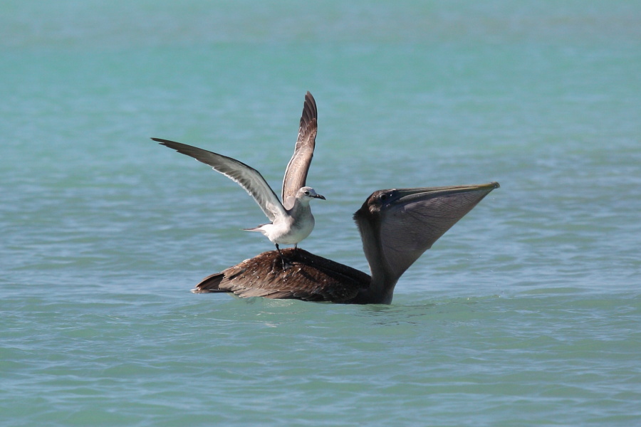 Птицы в фотографиях из путешествий
