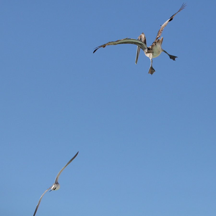 Птицы в фотографиях из путешествий