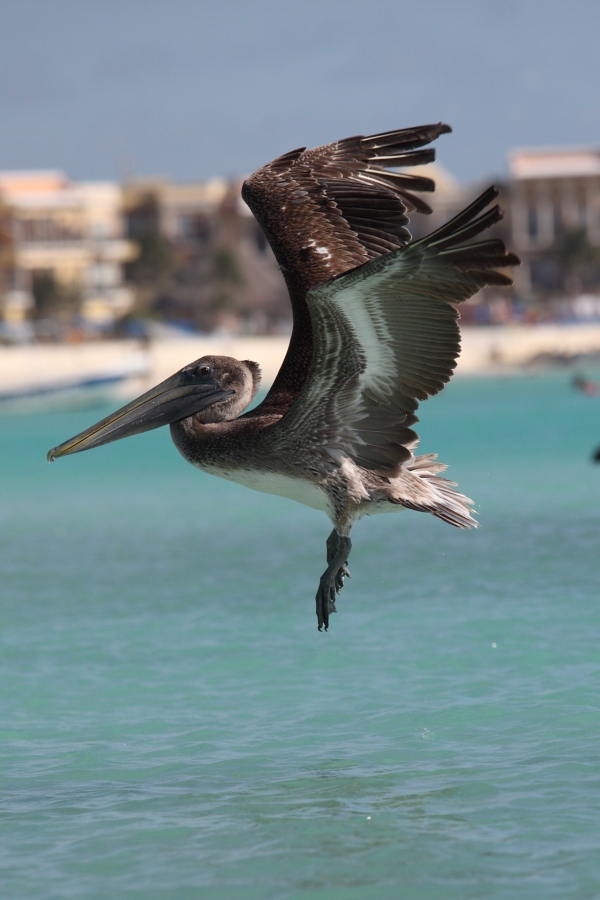 Птицы в фотографиях из путешествий