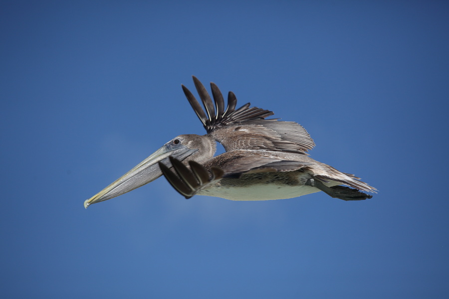 Птицы в фотографиях из путешествий
