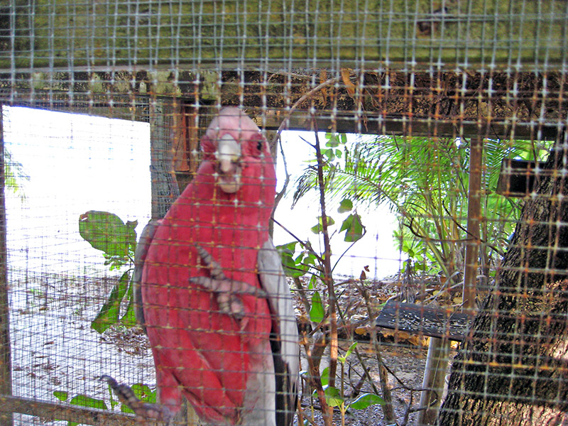 Небюджетная Океания: акулы, киты и ... большие кошки