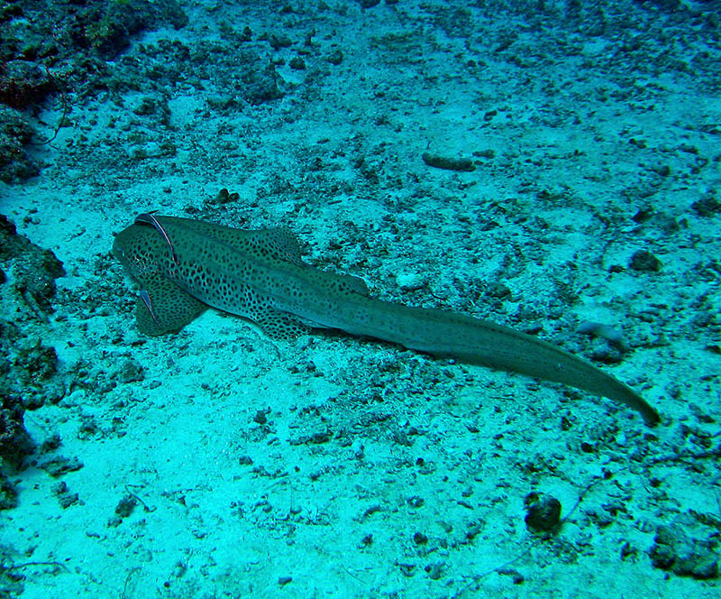 Небюджетная Океания: акулы, киты и ... большие кошки