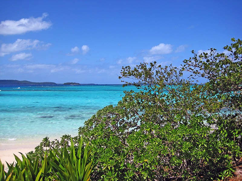 Небюджетная Океания: акулы, киты и ... большие кошки