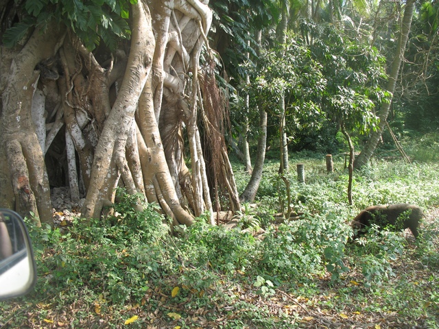Фиджи-Самоа-Вануату. Август 2008
