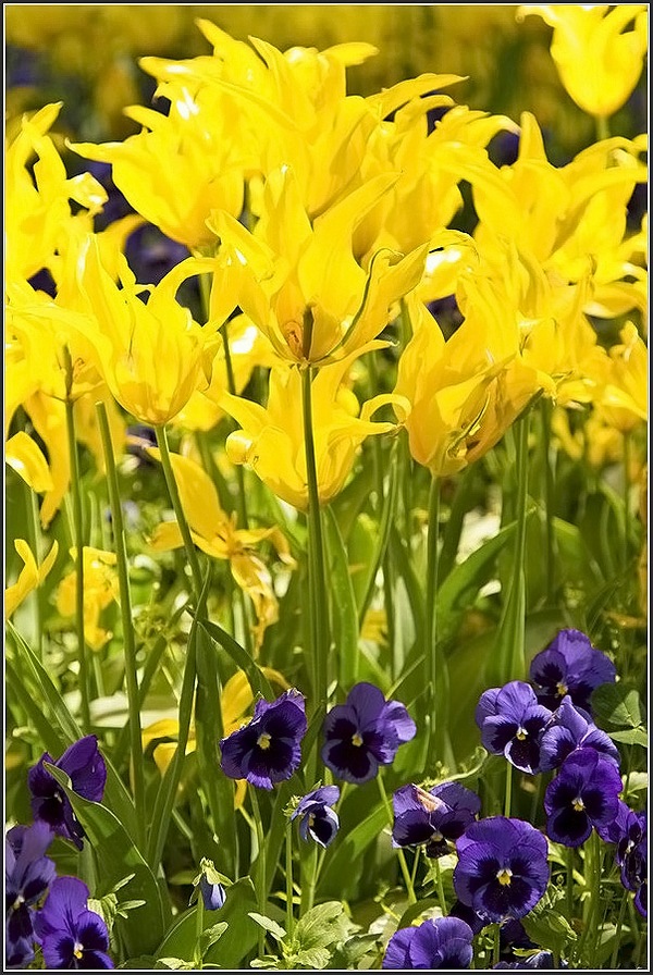 Нежность и красота: цветочки-ягодки в фотографиях