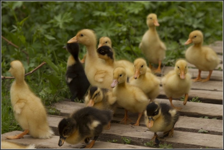 Птицы в фотографиях из путешествий