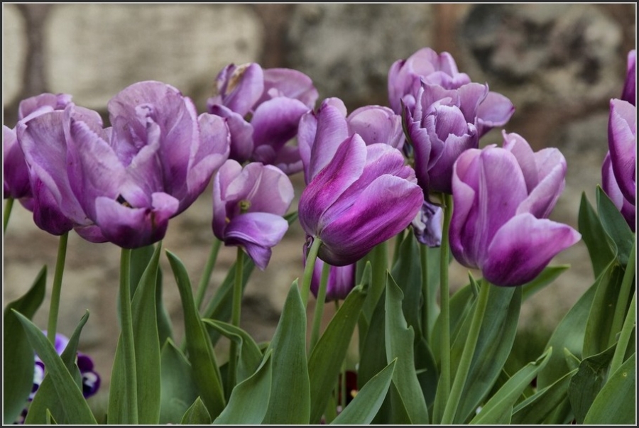 Нежность и красота: цветочки-ягодки в фотографиях
