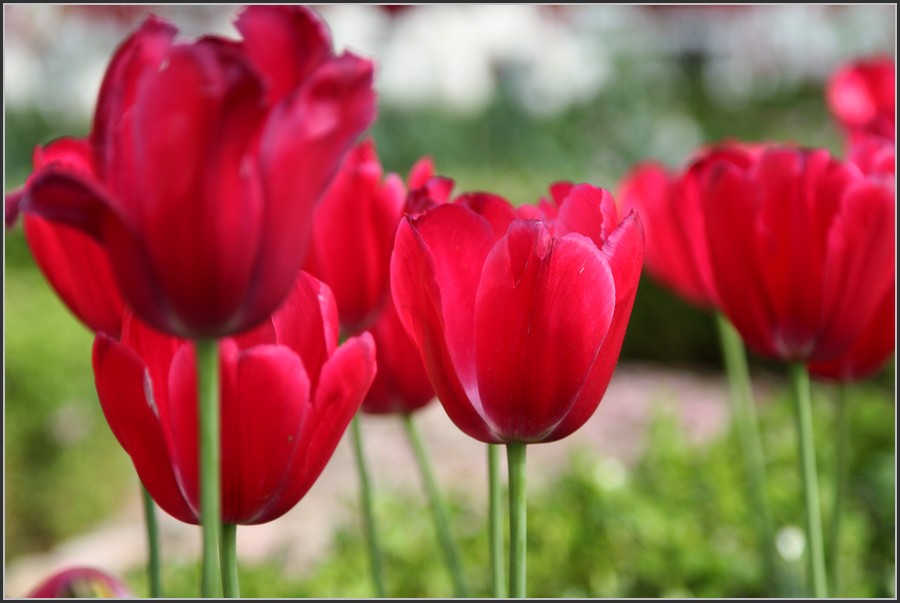 Нежность и красота: цветочки-ягодки в фотографиях