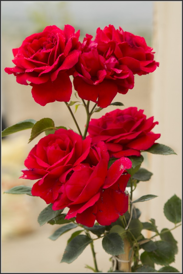 Нежность и красота: цветочки-ягодки в фотографиях