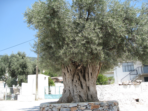 Неорганизованые Автодикари - практика