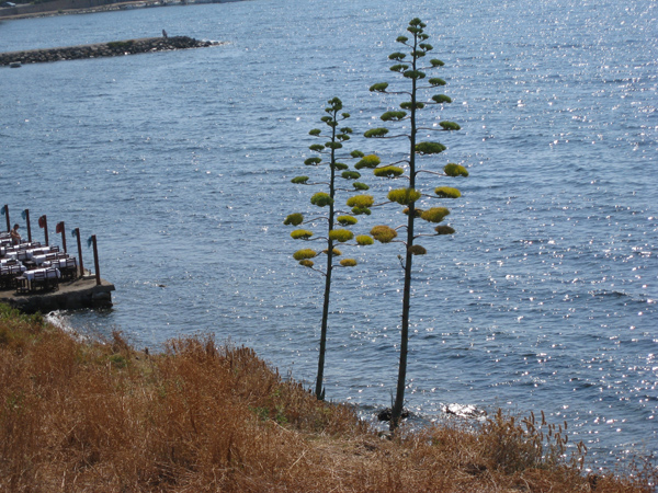 Неорганизованые Автодикари - практика