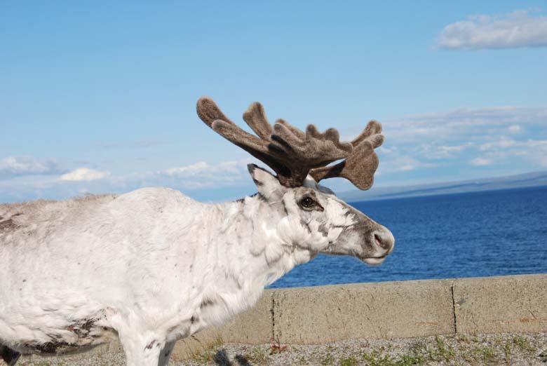 Норвегия. Лето 2009 года. На прокатном авто.