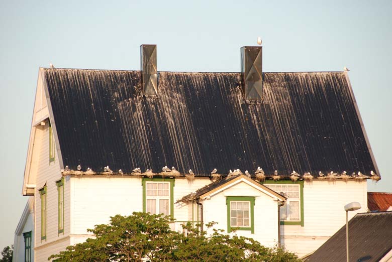 Норвегия. Лето 2009 года. На прокатном авто.