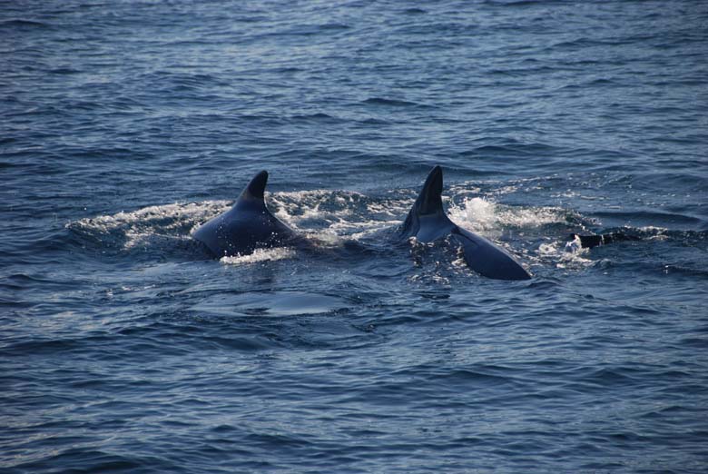 Норвегия. Лето 2009 года. На прокатном авто.