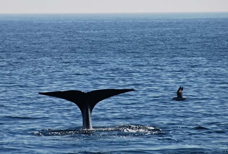 Норвегия. Лето 2009 года. На прокатном авто.