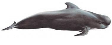 Норвегия. Лето 2009 года. На прокатном авто.