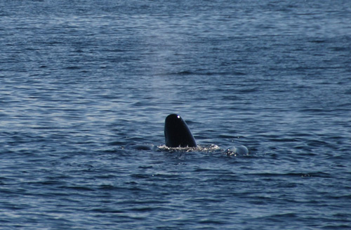 Норвегия. Лето 2009 года. На прокатном авто.