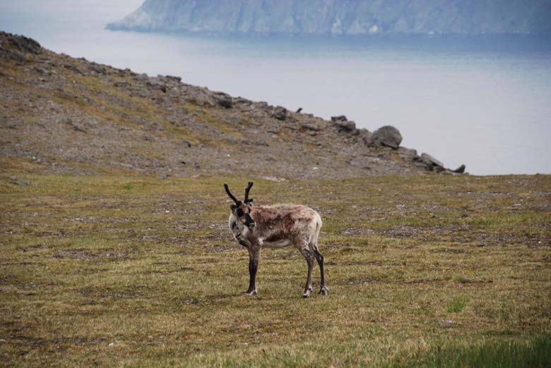 Норвегия. Лето 2009 года. На прокатном авто.