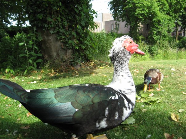 3 Друга! Берлин-Нидерланды-Брюссель-Брюгге-Париж-16 дней!!! 3 Друга! Берлин-Нидерланды-Брюссель-Брюгге-Париж-16 дней!!!