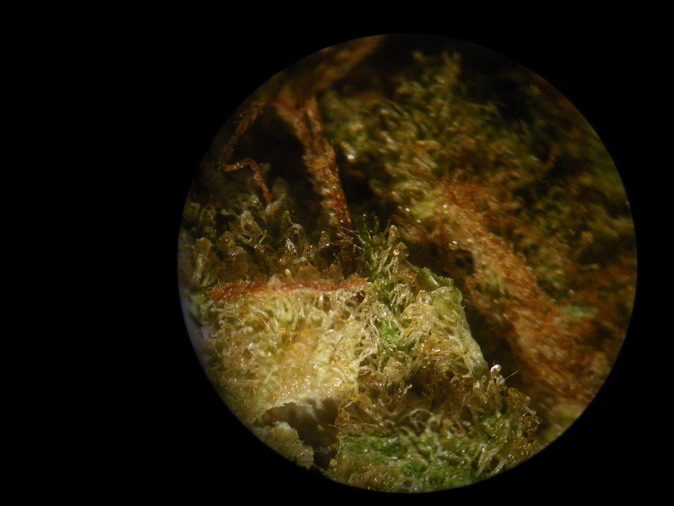 Голландия-Октоберфест 2008-Франция-Бельгия. Траффик.