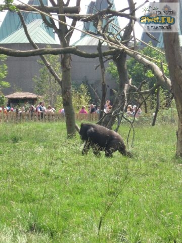 Отчёт о первой поездке в Лондон. Июнь2007. С фото.