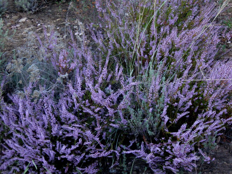 Италия-Франция-Бельгия с ребенком сентябрь 2010.