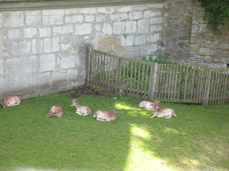 Моя Швейцария за 4 дня (и совсем чуть-чуть Франции) фото