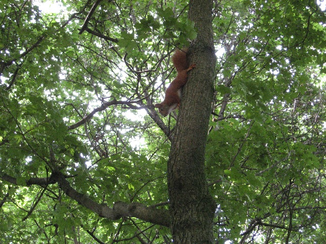 3 Друга! Берлин-Нидерланды-Брюссель-Брюгге-Париж-16 дней!!! 3 Друга! Берлин-Нидерланды-Брюссель-Брюгге-Париж-16 дней!!!