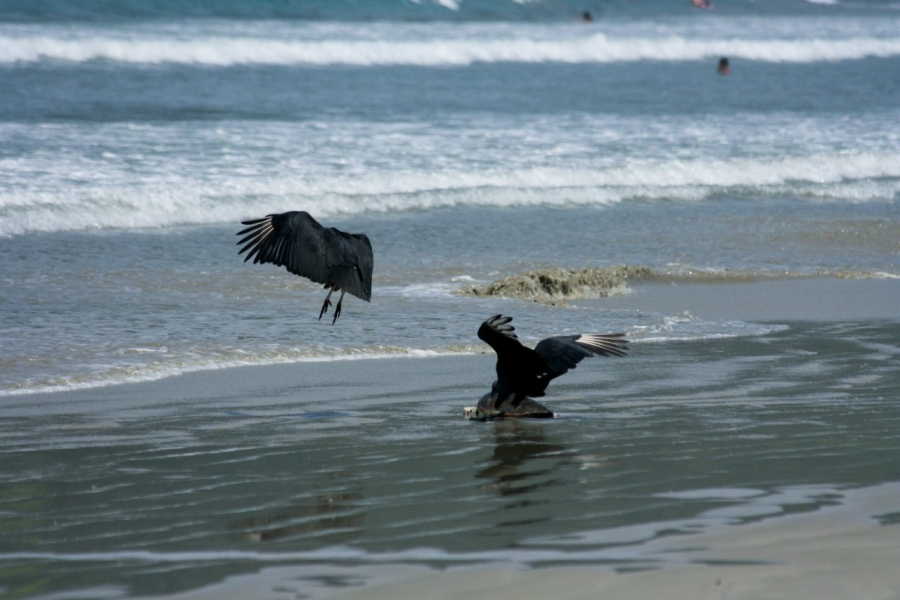 Убатуба, остров Аншиэта, Рио. Март - апрель 2012 Убатуба, остров Аншиэта, Рио. Март - апрель 2012