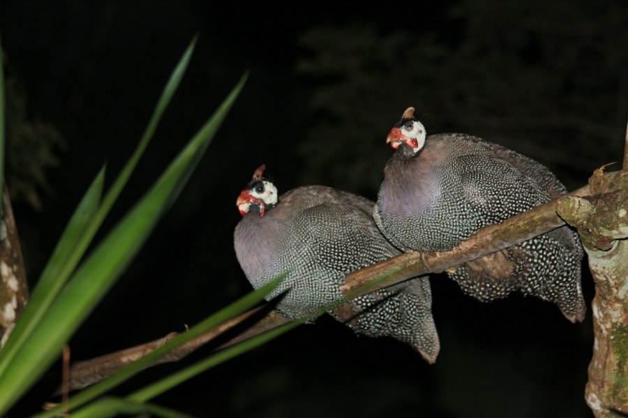 Убатуба, остров Аншиэта, Рио. Март - апрель 2012 Убатуба, остров Аншиэта, Рио. Март - апрель 2012