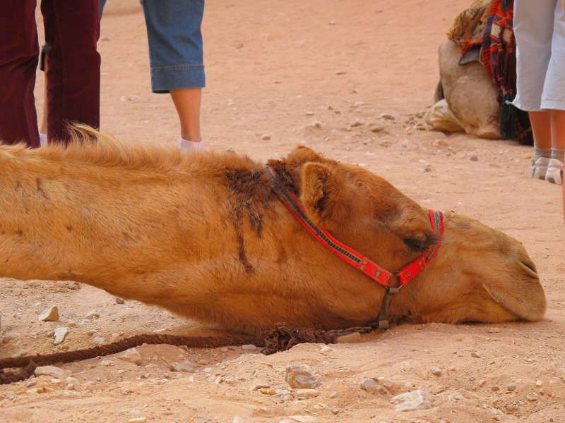 Израиль и Иордания. Картинки и немного инфо.