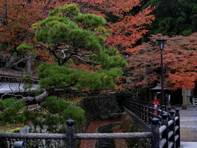 Краски японской осени 2007