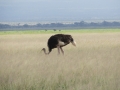 Kenia01/2011 4 Kenia01/2011 4