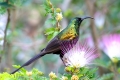 bird bird