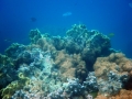 Zanzibar 2 Zanzibar 2