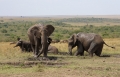 safari safari