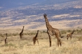 tanzania2 8 tanzania2 8