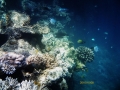 Подводное царство (о.Майотт) 4 Подводное царство (о.Майотт) 4