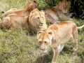 Masai Mara 2 Masai Mara 2