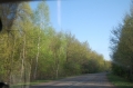Хвойный лес, Уль.обл.