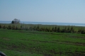 Ельник вдоль дороги, Татария