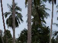 Змея на пальме, Самуй, Таиланд Змея на пальме, Самуй, Таиланд