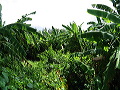 Deep in the Jungle Deep in the Jungle