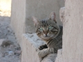 кот кот
