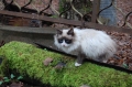 КОТА КОТА