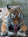 Tiger Tiger
